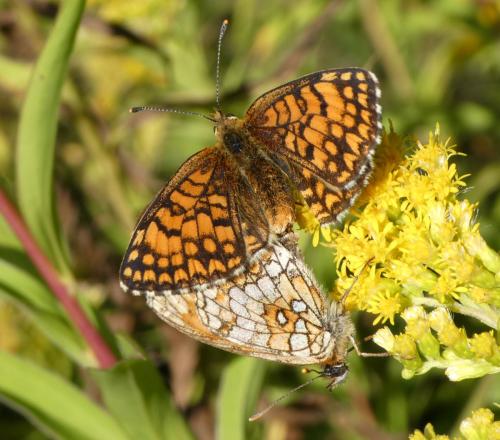 Melitaea athalia